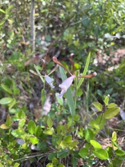 Cleistesiopsis