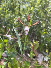 Cleistesiopsis divaricata