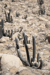 Espostoa melanostele