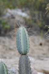 Armatocereus matucanensis
