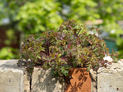 Geranium robertianum
