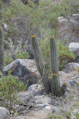 Haageocereus acranthus