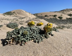 Erysimum menziesii