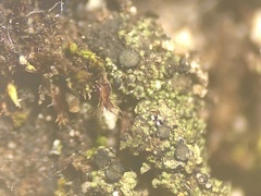 Bacidia bagliettoana