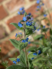 Pentaglottis sempervirens