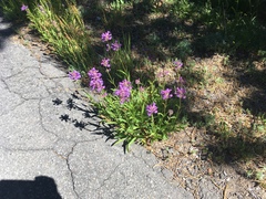 Penstemon heterodoxus