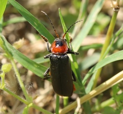 Cantharis fusca