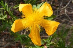 Hypericum terrae-firmae