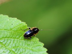 Ectobius sylvestris