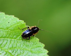 Ectobius sylvestris