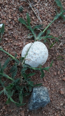 Calvatia