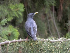 Sturnus unicolor