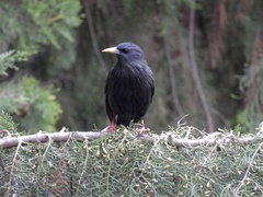 Sturnus unicolor
