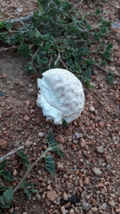 Calvatia