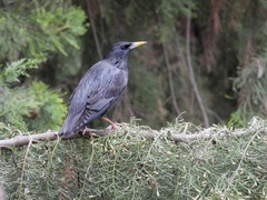 Sturnus unicolor