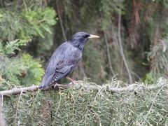 Sturnus unicolor
