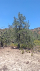 Pinus cembroides lagunae