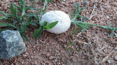 Calvatia
