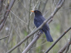 Turdus merula