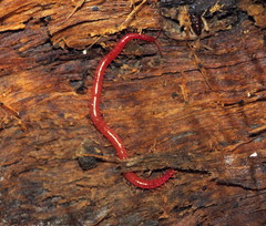 Strigamia bothriopus