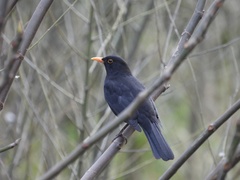Turdus merula