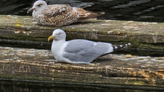 Larus argentatus