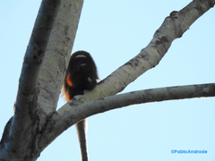 Plecturocebus discolor