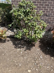 Rhododendron ponticum