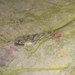 Northern Fatnose Goby - Photo (c) Gomen See, some rights reserved (CC BY-NC), uploaded by Gomen See