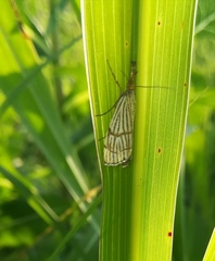Chrysocrambus linetella