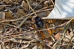 Osmia bicolor