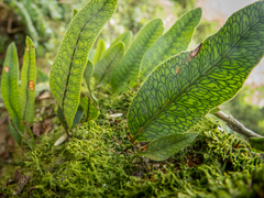 Microgramma squamulosa