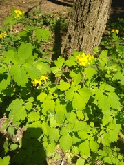 Chelidonium majus