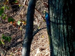 Acanthocercus atricollis