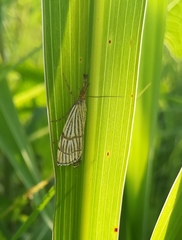 Chrysocrambus linetella