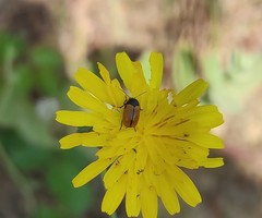 Cryptocephalus rugicollis