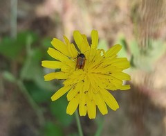 Cryptocephalus rugicollis
