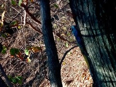 Acanthocercus atricollis