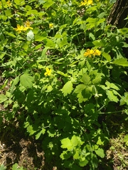 Chelidonium majus