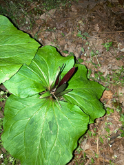 Trillium angustipetalum