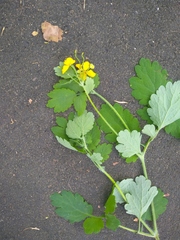 Chelidonium majus
