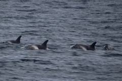 Lagenorhynchus albirostris