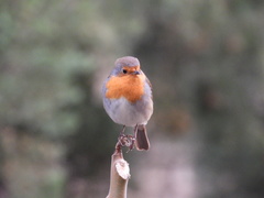 Erithacus rubecula
