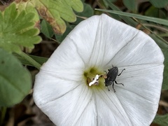 Odontocorynus salebrosus