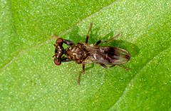 Sphyracephala brevicornis