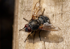 Polleniidae