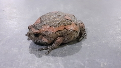 Microhylinae