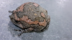 Microhylinae