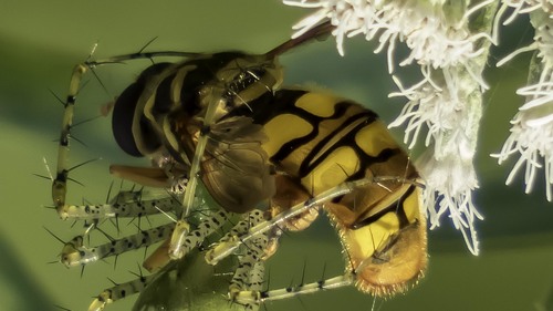 Virginia Giant Hover Fly photo 6