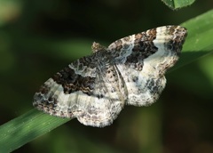 Epirrhoe rivata